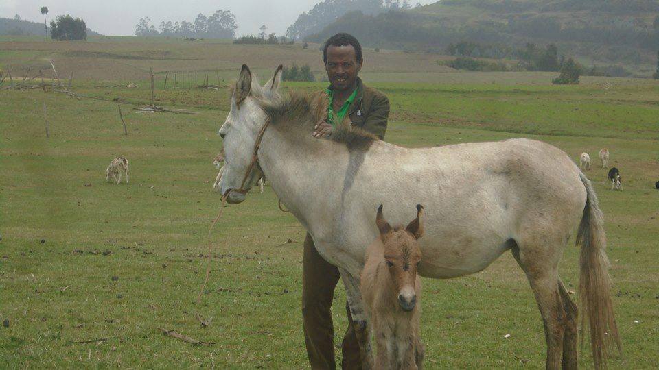 Photo of በሀገራችን ሰዉ ሲዋሽ ምነዉ  በቅሎ ወለደች አልክ ይባላል፡፡  አሁን ግን እዉነት ነዉ በቅሎ ወልዳለች ፡፡